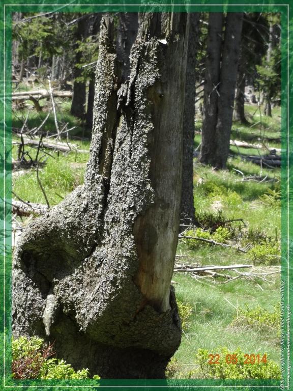 Philosophische Bildwanderung Zwercheck Osser –Bayerischer Wald – Deutsch –Tschechische- Grenzwanderung