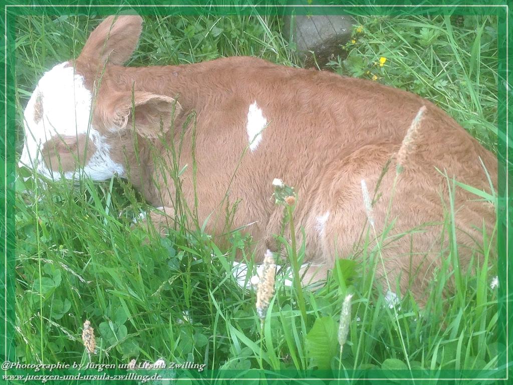 Philosophische Bildwanderung Zwercheck Osser –Bayerischer Wald – Deutsch –Tschechische- Grenzwanderung