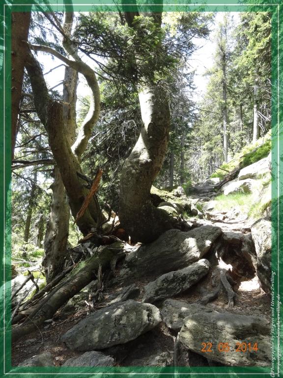 Philosophische Bildwanderung Zwercheck Osser –Bayerischer Wald – Deutsch –Tschechische- Grenzwanderung