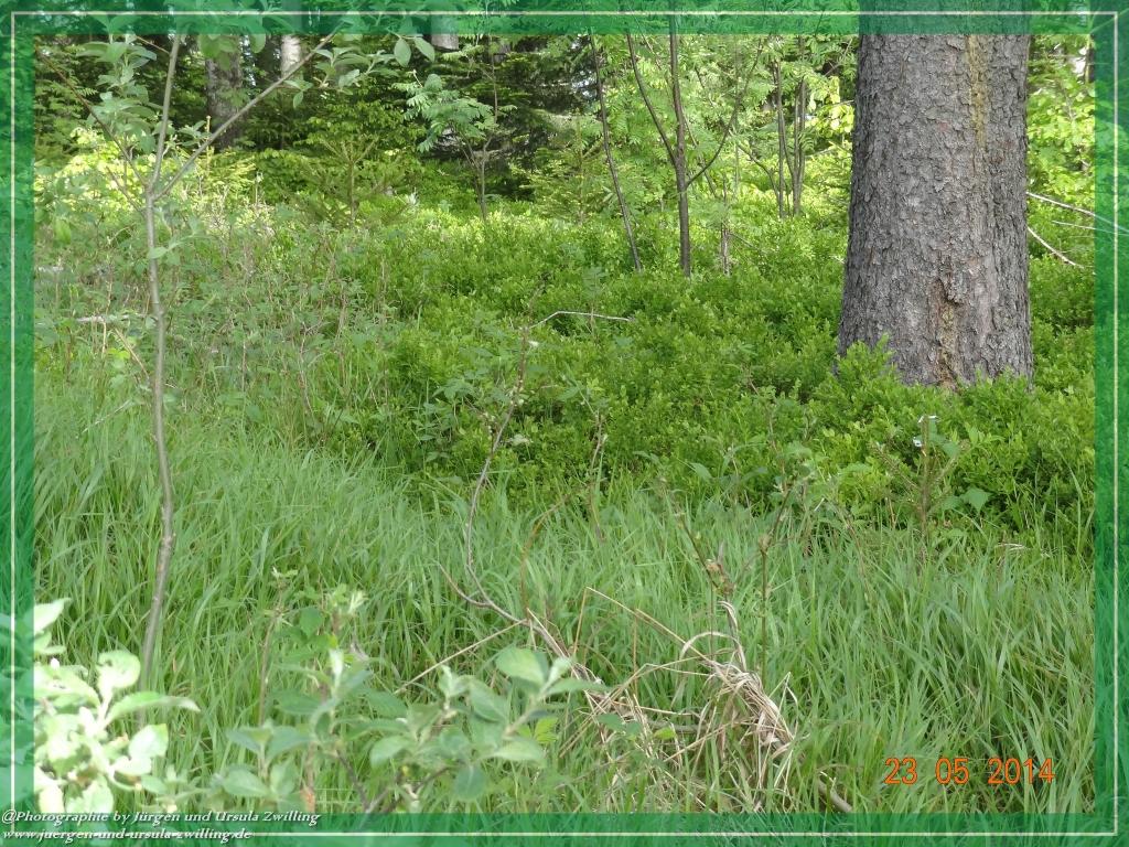 Philosophische Bildwanderung Brennes - Großer Arber - Kleiner Arber - Kleiner Arbersee – Mooshütte - Brennes - Bayerischer Wald