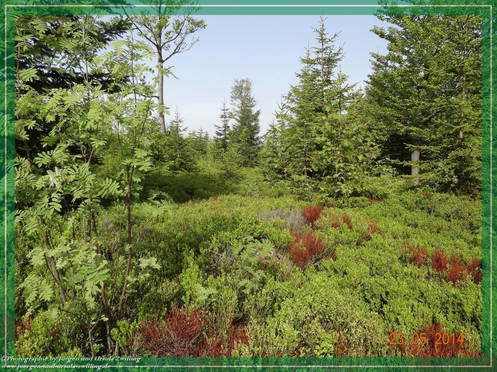 Philosophische Bildwanderung Brennes - Großer Arber - Kleiner Arber - Kleiner Arbersee – Mooshütte - Brennes - Bayerischer Wald