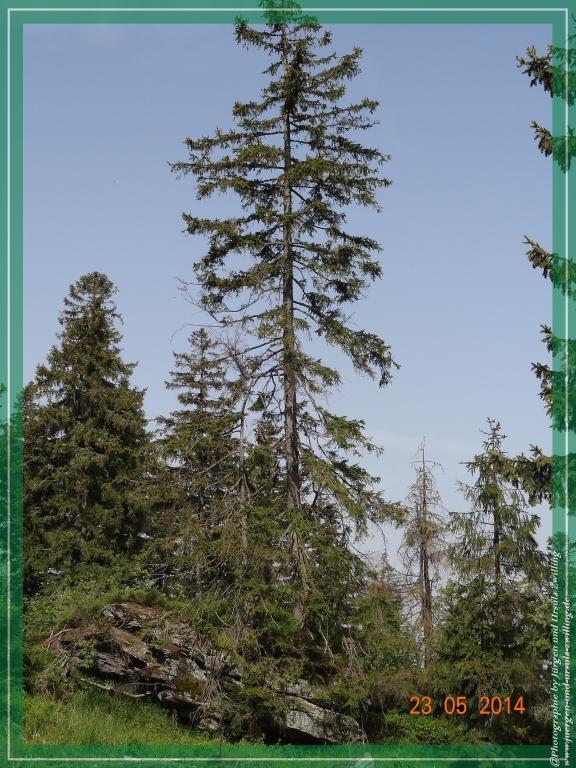 Philosophische Bildwanderung Brennes - Großer Arber - Kleiner Arber - Kleiner Arbersee – Mooshütte - Brennes - Bayerischer Wald