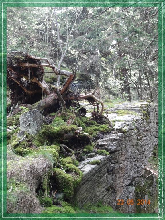 Philosophische Bildwanderung Brennes - Großer Arber - Kleiner Arber - Kleiner Arbersee – Mooshütte - Brennes - Bayerischer Wald