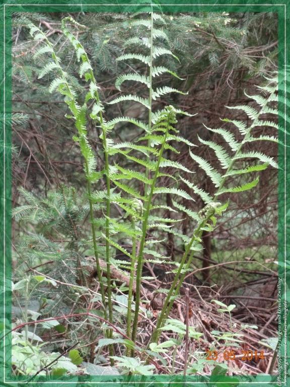 Philosophische Bildwanderung Brennes - Großer Arber - Kleiner Arber - Kleiner Arbersee – Mooshütte - Brennes - Bayerischer Wald