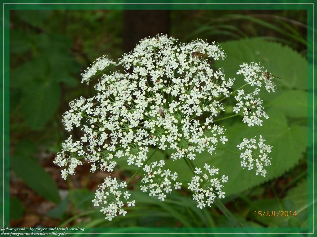 Philosophische Bildwanderung - Kessel-Königsee - Gotzentalalm -Königsbachalm - Berchtesgaden