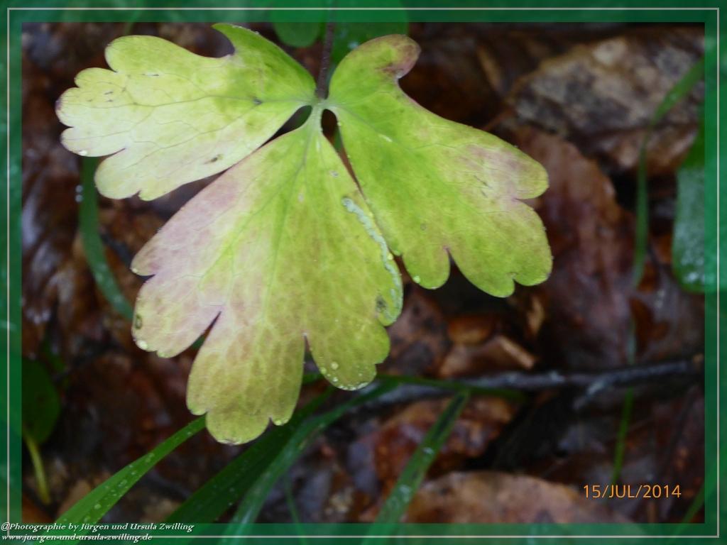 Philosophische Bildwanderung - Kessel-Königsee - Gotzentalalm -Königsbachalm - Berchtesgaden
