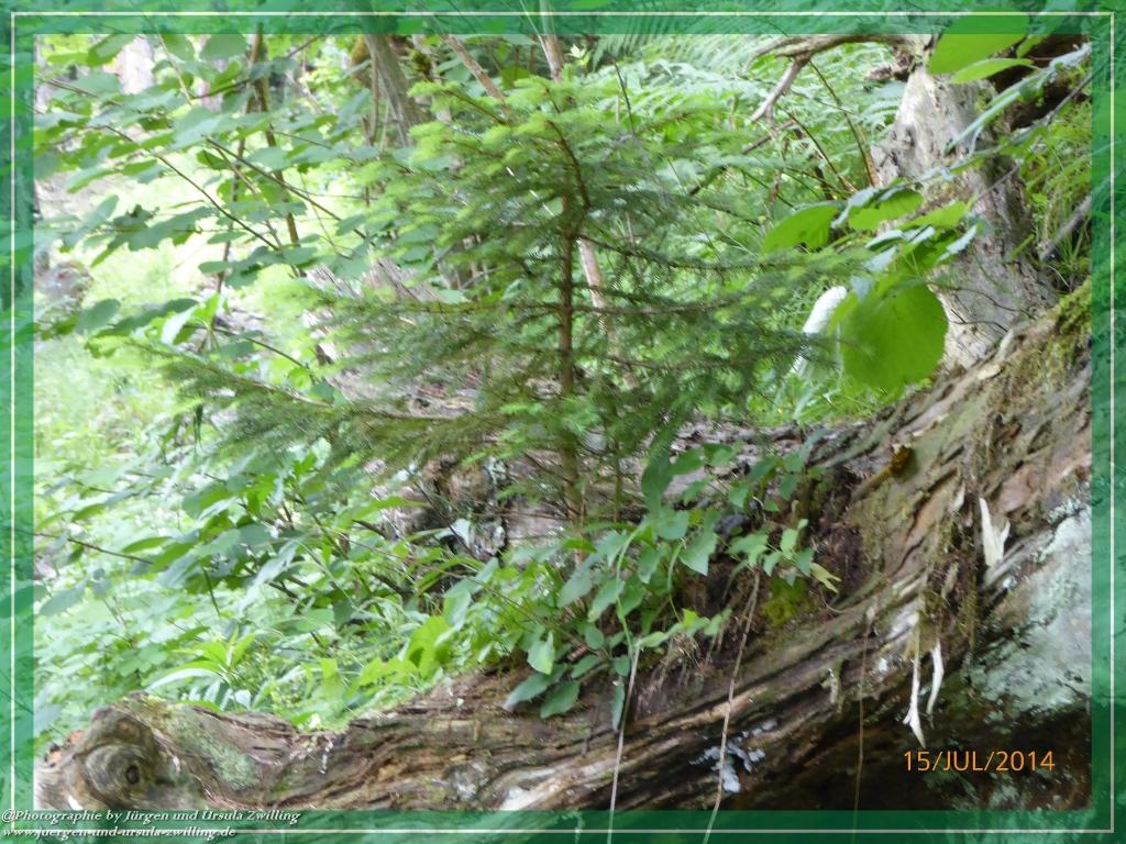 Philosophische Bildwanderung - Kessel-Königsee - Gotzentalalm -Königsbachalm - Berchtesgaden