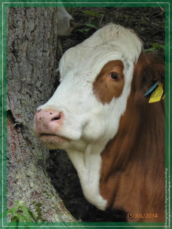 Philosophische Bildwanderung - Kessel-Königsee - Gotzentalalm -Königsbachalm - Berchtesgaden