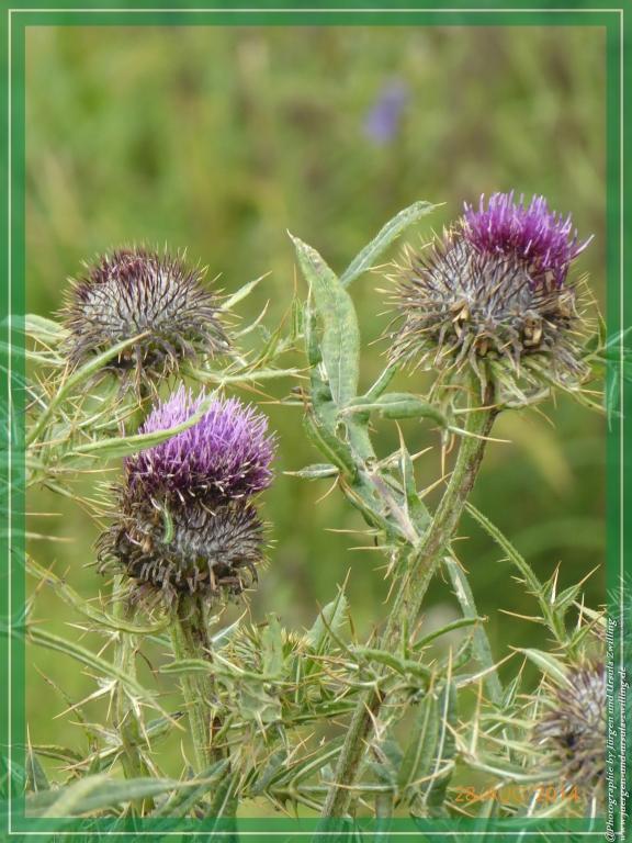 Philosophische Bildwanderung – eine Zeitreise Gardasee - Riva del Garda - Malcesine - Monte Baldo – Sirmione - Grotta Cascata del Varonel - Abschied über Ledrosee