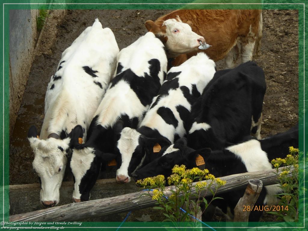 Philosophische Bildwanderung – eine Zeitreise Gardasee - Riva del Garda - Malcesine - Monte Baldo – Sirmione - Grotta Cascata del Varonel - Abschied über Ledrosee