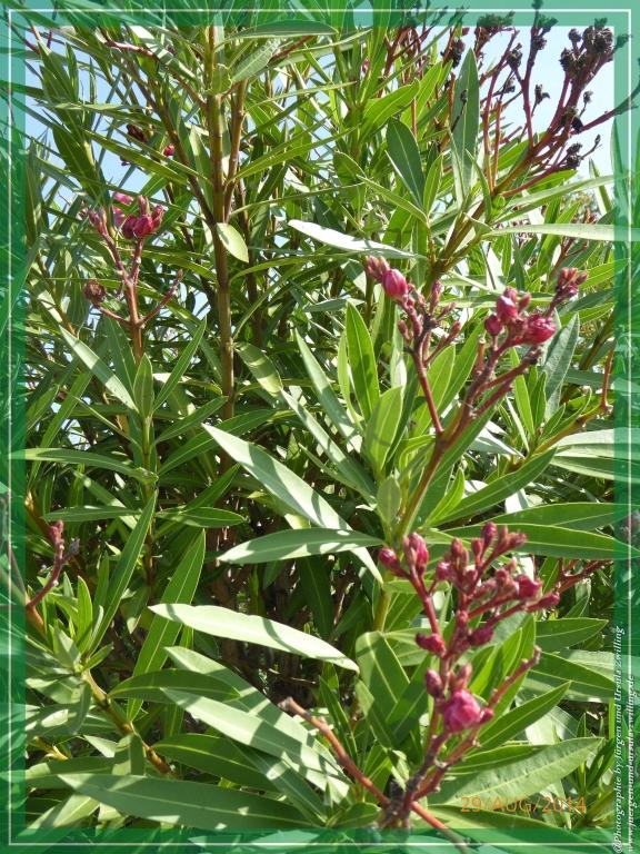 Philosophische Bildwanderung – eine Zeitreise Gardasee - Riva del Garda - Malcesine - Monte Baldo – Sirmione - Grotta Cascata del Varonel - Abschied über Ledrosee