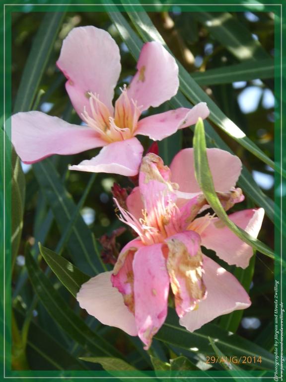 Philosophische Bildwanderung – eine Zeitreise Gardasee - Riva del Garda - Malcesine - Monte Baldo – Sirmione - Grotta Cascata del Varonel - Abschied über Ledrosee