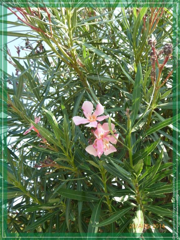 Philosophische Bildwanderung – eine Zeitreise Gardasee - Riva del Garda - Malcesine - Monte Baldo – Sirmione - Grotta Cascata del Varonel - Abschied über Ledrosee