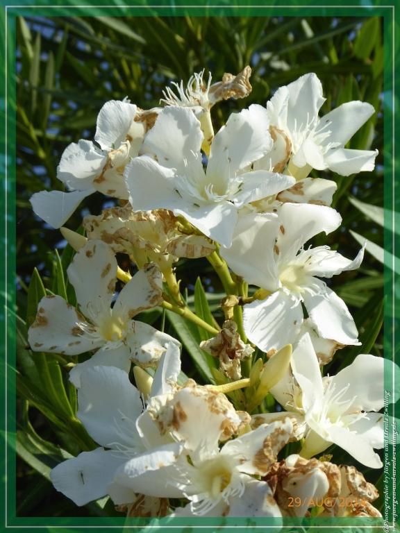 Philosophische Bildwanderung – eine Zeitreise Gardasee - Riva del Garda - Malcesine - Monte Baldo – Sirmione - Grotta Cascata del Varonel - Abschied über Ledrosee