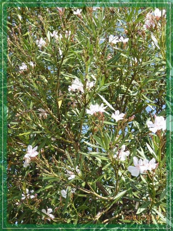 Philosophische Bildwanderung – eine Zeitreise Gardasee - Riva del Garda - Malcesine - Monte Baldo – Sirmione - Grotta Cascata del Varonel - Abschied über Ledrosee