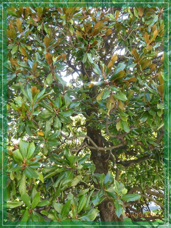 Philosophische Bildwanderung – eine Zeitreise Gardasee - Riva del Garda - Malcesine - Monte Baldo – Sirmione - Grotta Cascata del Varonel - Abschied über Ledrosee