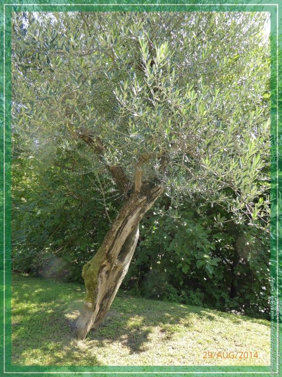 Philosophische Bildwanderung – eine Zeitreise Gardasee - Riva del Garda -  Malcesine - Monte Baldo – Sirmione - Grotta Cascata del Varonel -  Abschied über Ledrosee