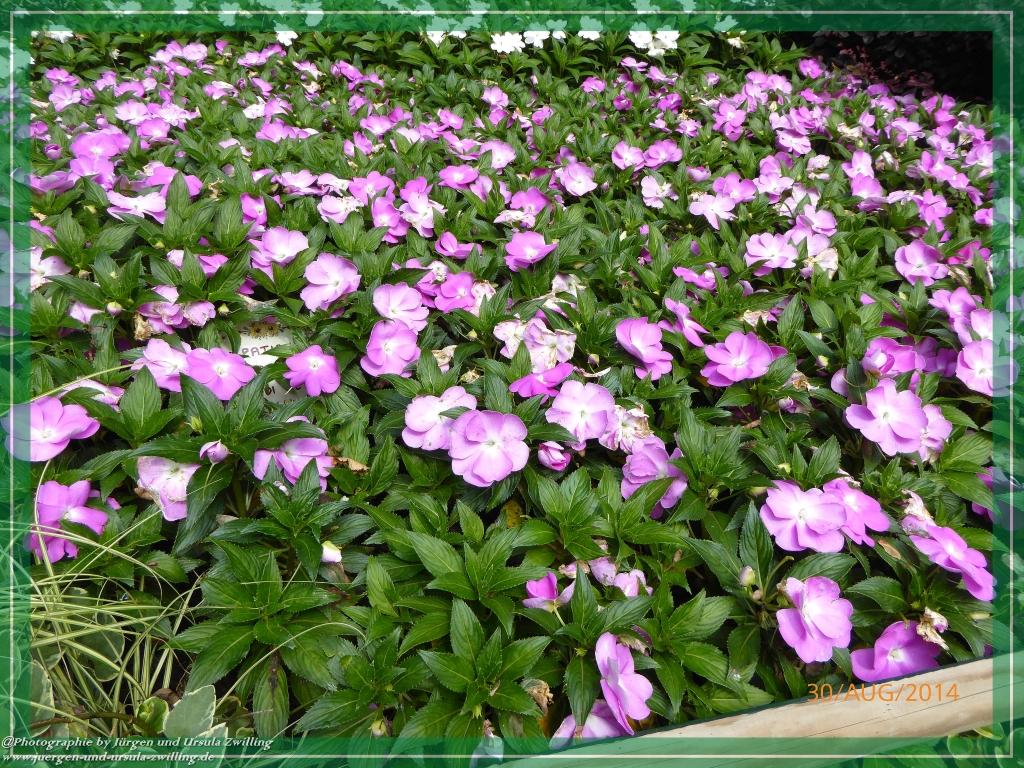 Philosophische Bildwanderung – eine Zeitreise Gardasee - Riva del Garda - Malcesine - Monte Baldo – Sirmione - Grotta Cascata del Varonel - Abschied über Ledrosee