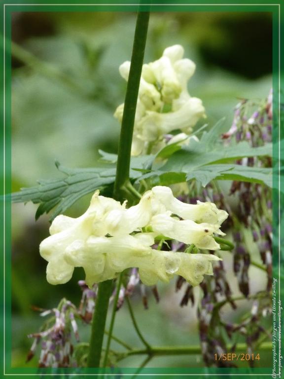 Philosophische Bildwanderung - Zu den Gsellwiesen in  Sexten - Dolomitien