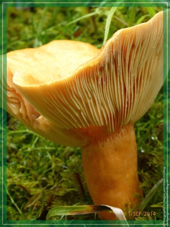 Philosophische Bildwanderung - Zu den Gsellwiesen in  Sexten - Dolomitien