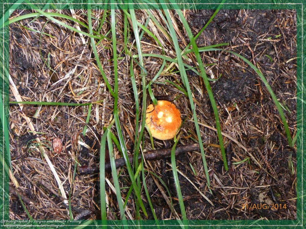 Philosophische Bildwanderung - Die Rotwandwiesen -Sexten - Dolomitien