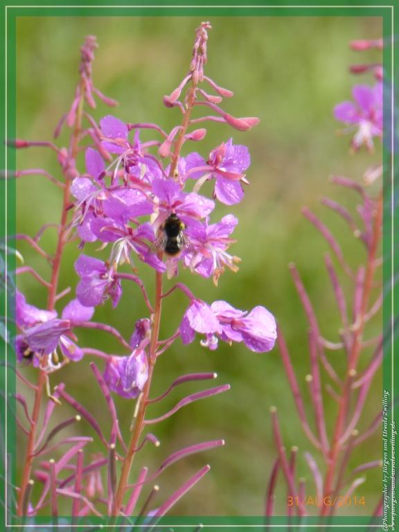 Philosophische Bildwanderung - Die Rotwandwiesen -Sexten - Dolomitien