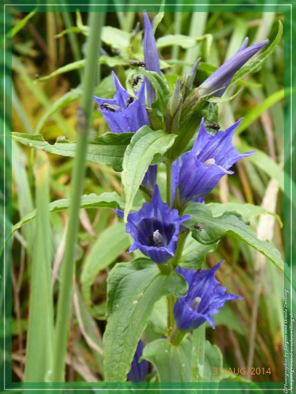 Philosophische Bildwanderung - Die Rotwandwiesen -Sexten - Dolomitien