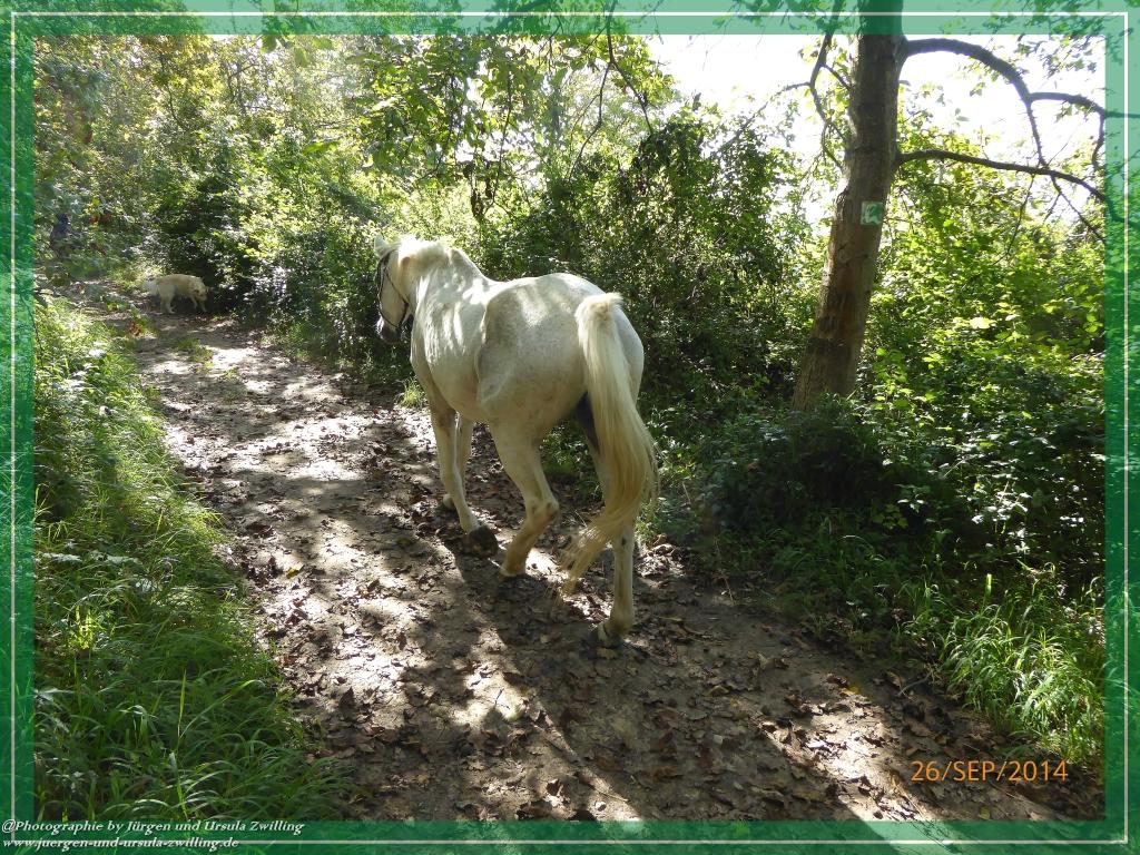 Philosophische Bildwanderung Hiwweltour-Bismarckturm