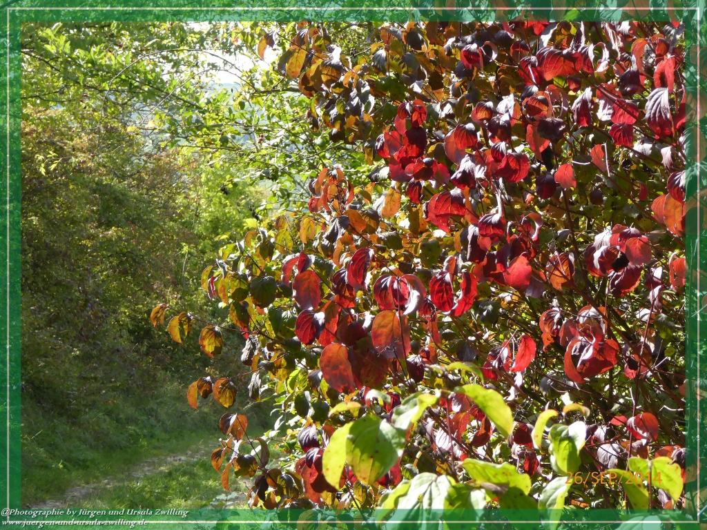 Philosophische Bildwanderung Hiwweltour-Bismarckturm
