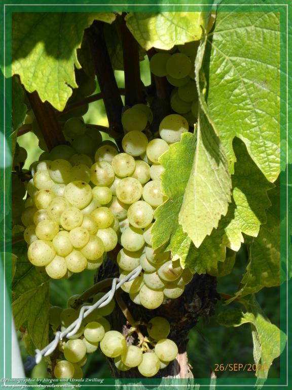 Philosophische Bildwanderung Hiwweltour-Bismarckturm