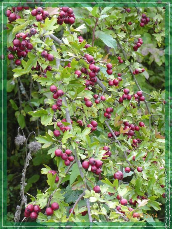 Philosophische Bildwanderung Hiwweltour-Bismarckturm