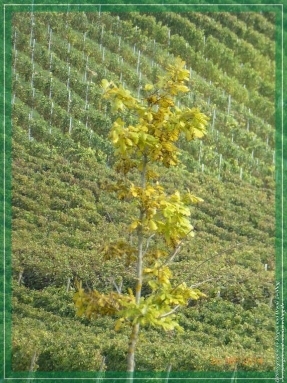 Philosophische Bildwanderung Hiwweltour-Bismarckturm