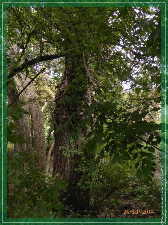 Philosophische Bildwanderung Hiwweltour-Bismarckturm