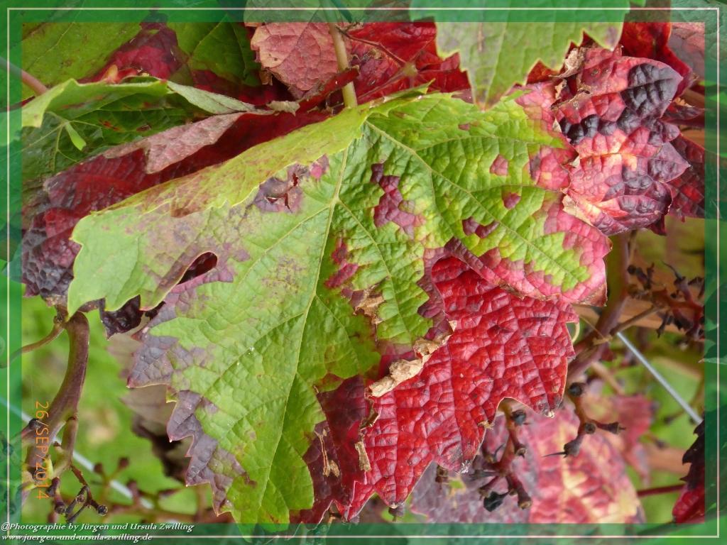 Philosophische Bildwanderung Hiwweltour-Bismarckturm