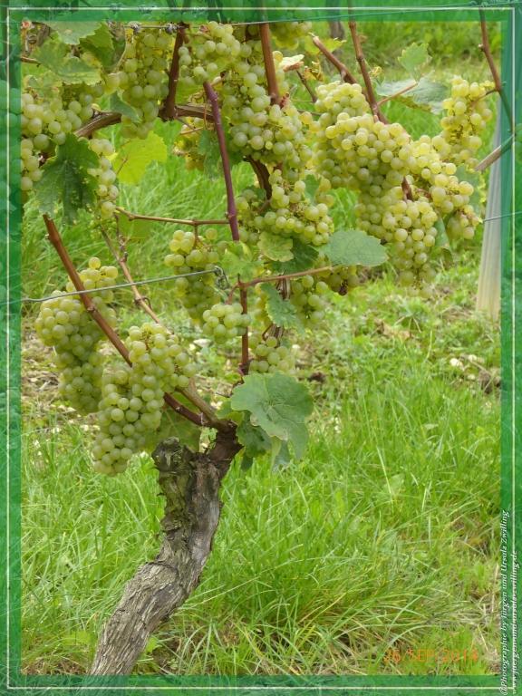 Philosophische Bildwanderung Hiwweltour-Bismarckturm