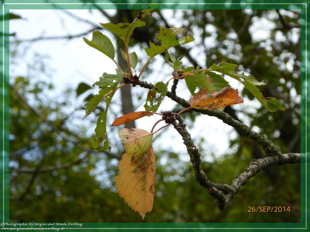 Philosophische Bildwanderung Hiwweltour-Bismarckturm