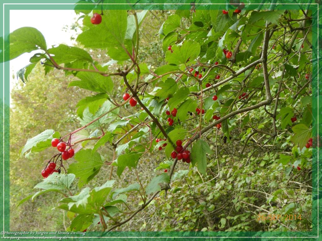Philosophische Bildwanderung Hiwweltour-Bismarckturm