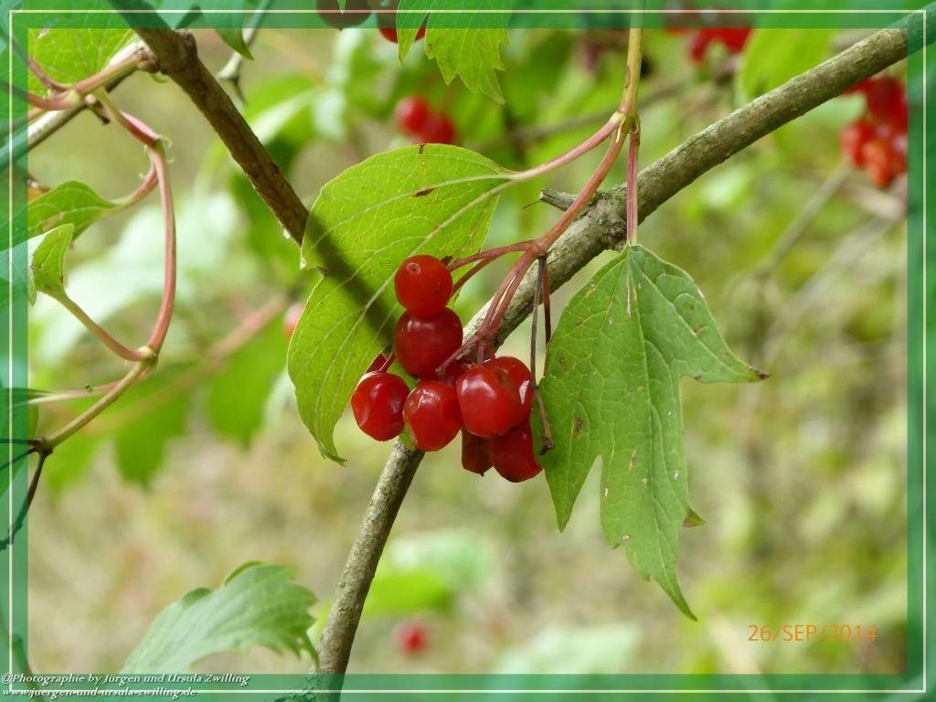 Philosophische Bildwanderung Hiwweltour-Bismarckturm