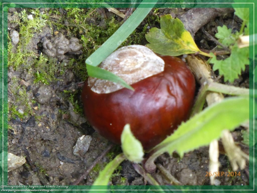 Philosophische Bildwanderung Hiwweltour-Bismarckturm