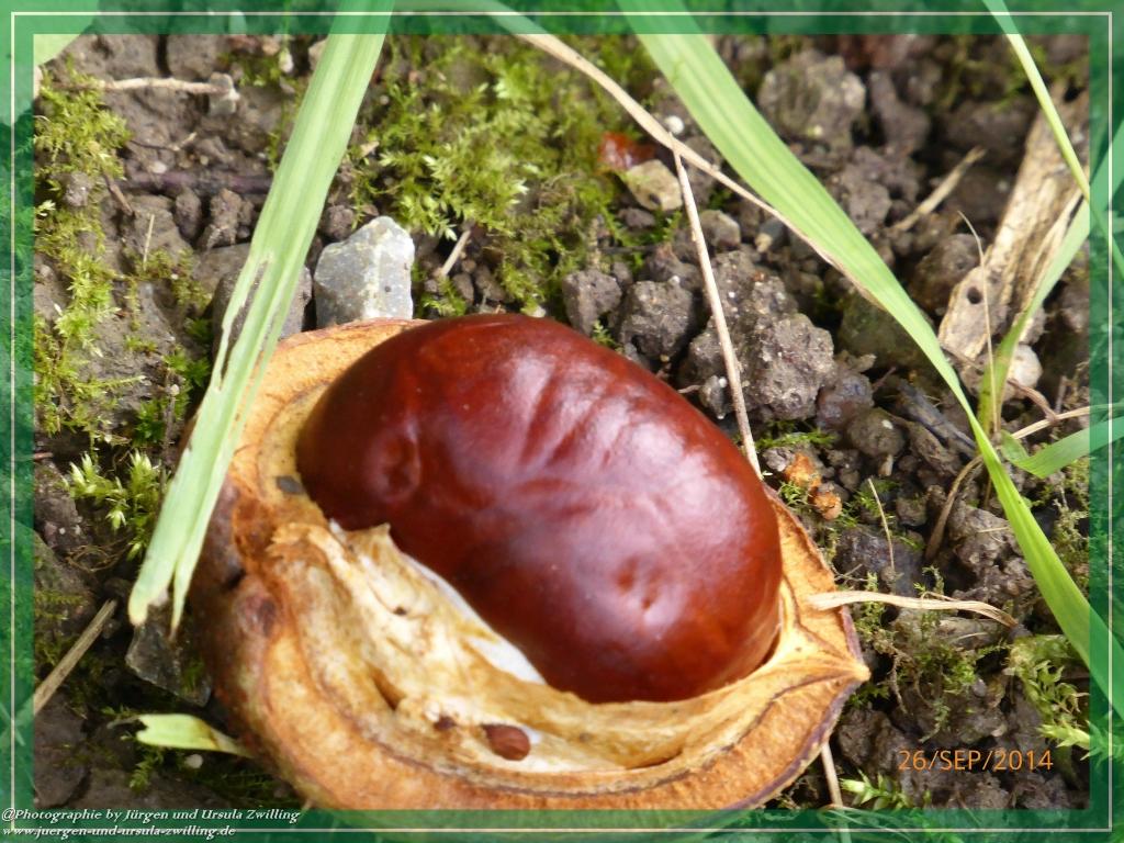 Philosophische Bildwanderung Hiwweltour-Bismarckturm