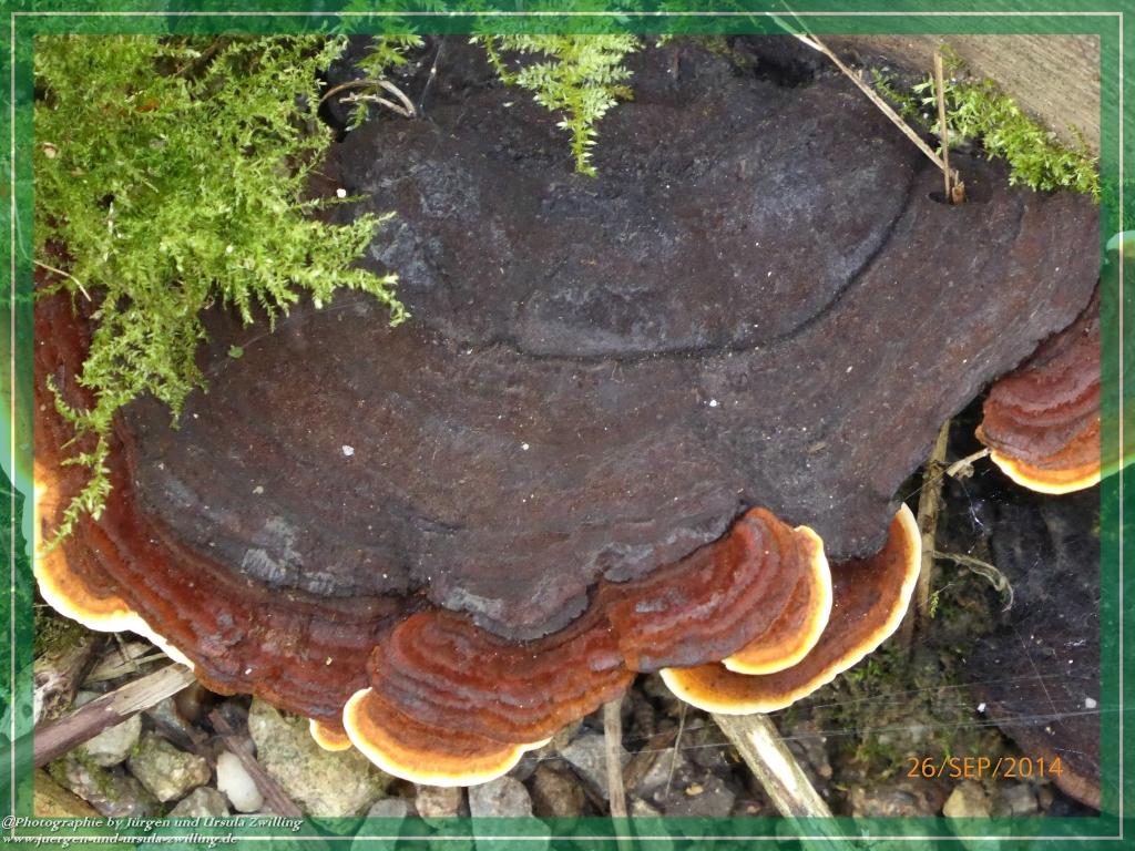 Philosophische Bildwanderung Hiwweltour-Bismarckturm