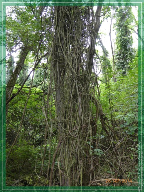 Philosophische Bildwanderung Hiwweltour-Bismarckturm