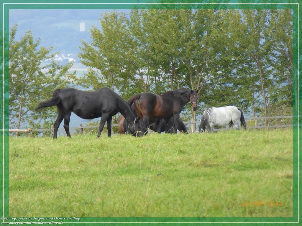Philosophische Bildwanderung Hiwweltour-Bismarckturm
