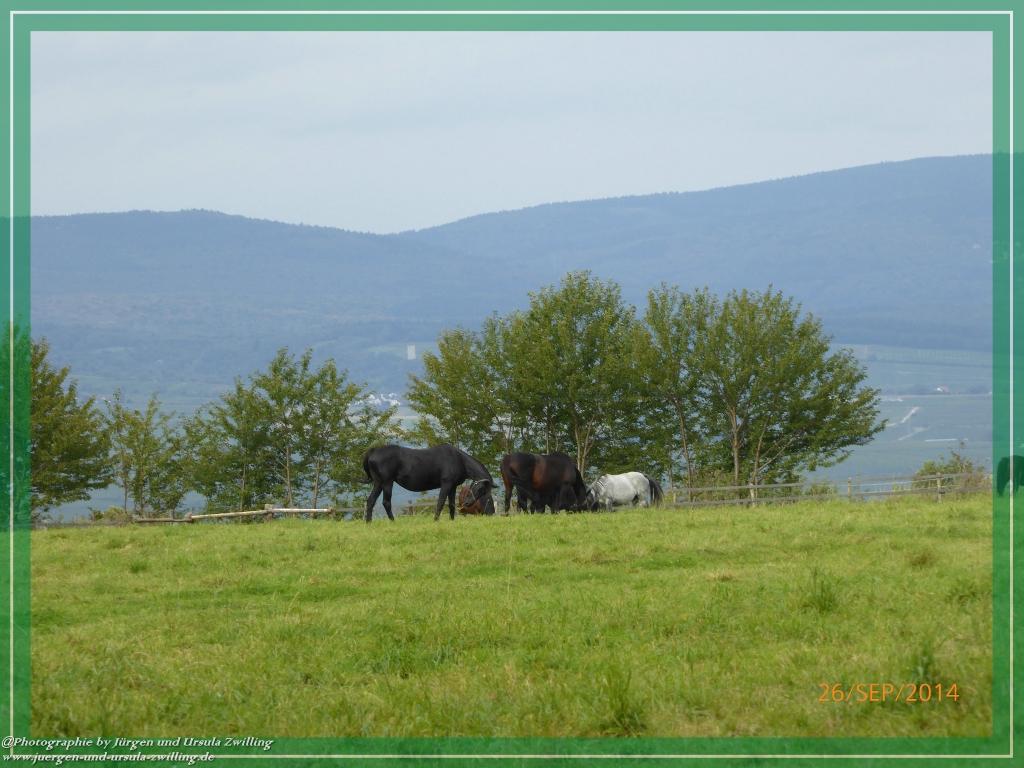 Philosophische Bildwanderung Hiwweltour-Bismarckturm