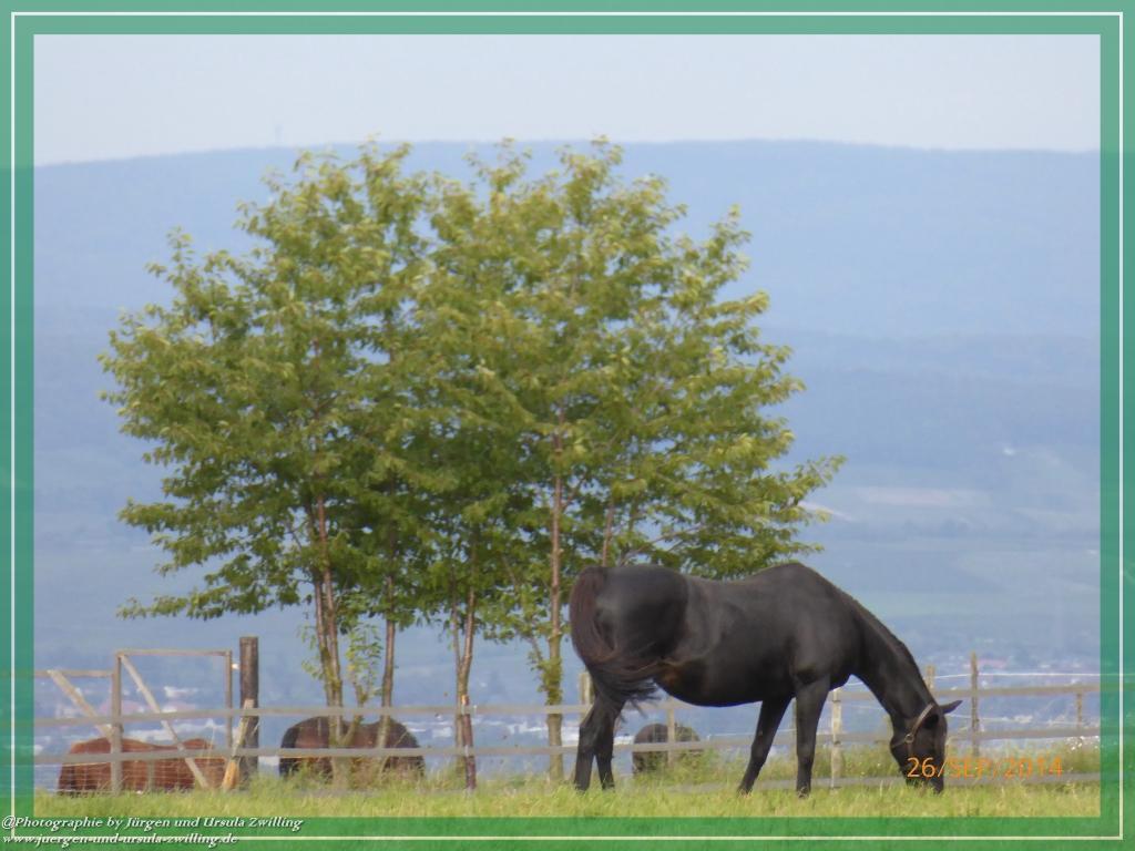 Philosophische Bildwanderung Hiwweltour-Bismarckturm