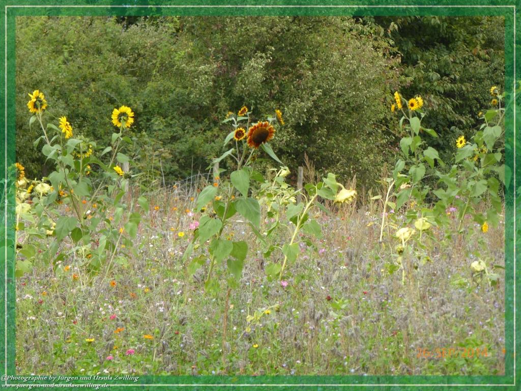 Philosophische Bildwanderung Hiwweltour-Bismarckturm