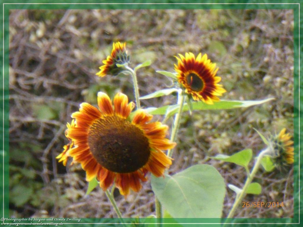 Philosophische Bildwanderung Hiwweltour-Bismarckturm