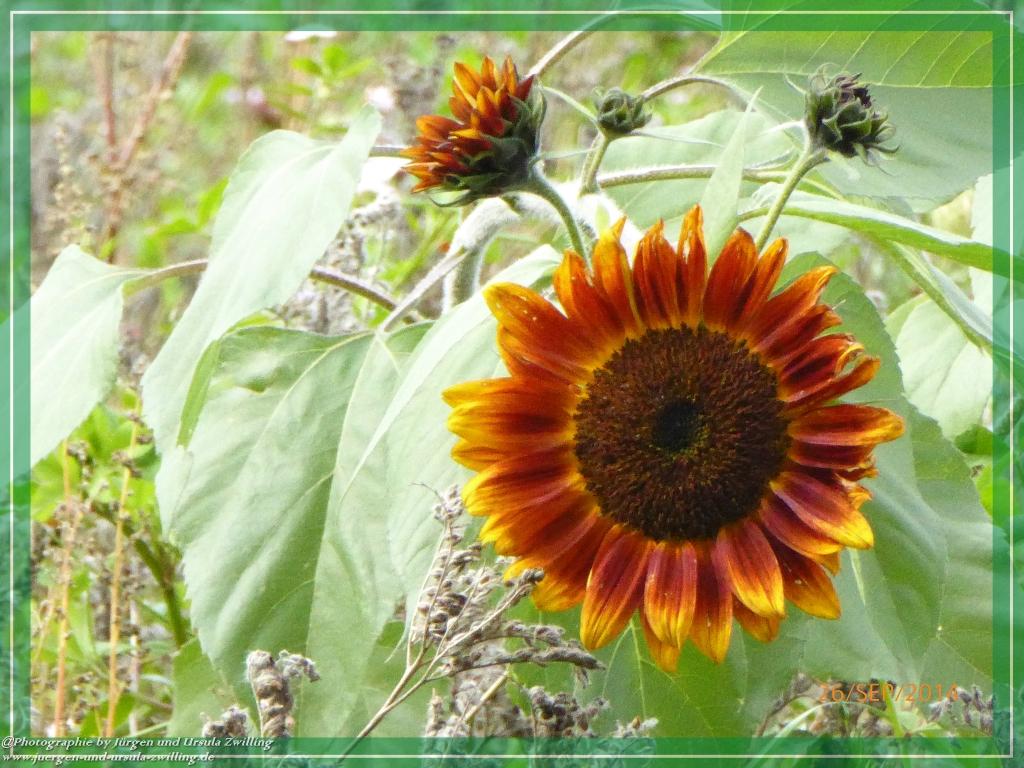 Philosophische Bildwanderung Hiwweltour-Bismarckturm