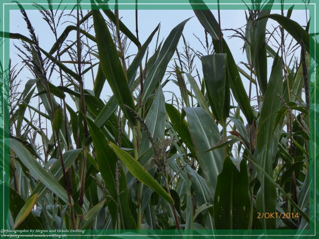 Philosophische Bildwanderung Hiwweltour-Tiefenthaler Höhe