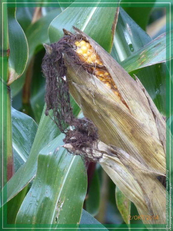 Philosophische Bildwanderung Hiwweltour-Tiefenthaler Höhe